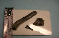 藏品(魚骨)的圖片